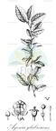 Ayenia glabrescens