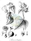 Azanza lampas