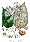 Berrya cordifolia