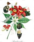 Bombax ceiba