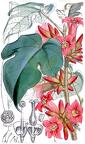Brachychiton bidwillii