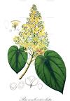 Brownlowia elata