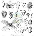 Carpodiptera cubensis