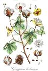 Gossypium herbaceum