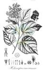 Heliocarpus americanus