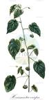 Herissantia crispa