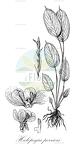 Halopegia perrieri
