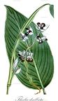 Thalia dealbata