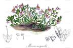 Mazus miquelii