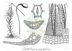 Leptobryum pyriforme