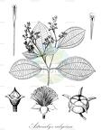 Astrocalyx calycina