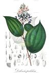 Dalenia pulchra
