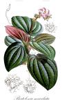 Bertolonia maculata