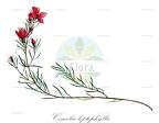 Comolia leptophylla