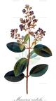 Macairea radula