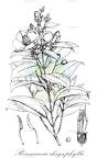 Rousseauxia chrysophylla