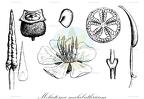 Melastoma malabathricum