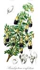 Brachyotum confertum
