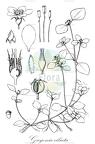 Guyonia ciliata