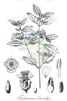 Tristemma leiocalyx