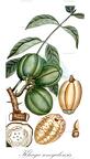 Khaya senegalensis