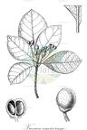 Vavaea amicorum
