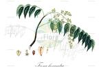 Toona hexandra