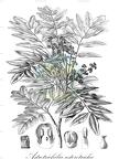 Astrotrichilia asterotricha