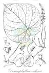 Dioscoreophyllum volkensii