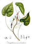Disciphania convolvulacea