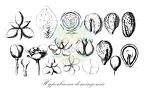 Hyperbaena domingensis