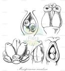 Menispermum canadense