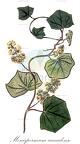 Menispermum canadense