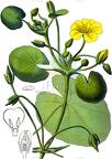 Nymphoides peltata