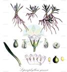 Liparophyllum gunnii