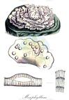 Mesophyllum