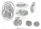 Mesotaenium