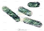 Spirotaenia