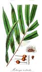 Metaxya rostrata