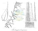Aerobryopsis longissima