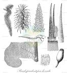 Pseudospiridentopsis horrida