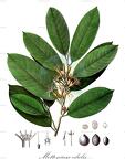 Metteniusa edulis