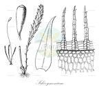 Schizymenium