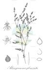 Adenogramma glomerata