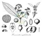 Hennecartia omphalandra