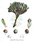Lyallia kerguelensis