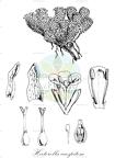 Hectorella caespitosa