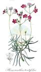 Phemeranthus teretifolius