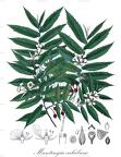 Muntingia calabura