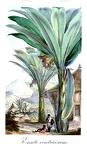 Ensete ventricosum